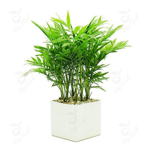 CHẬU CAU TIỂU TRÂM BONSAI