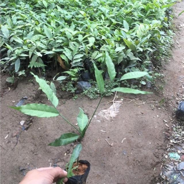 Cây rau ngót rừng cao 15-20 cm
