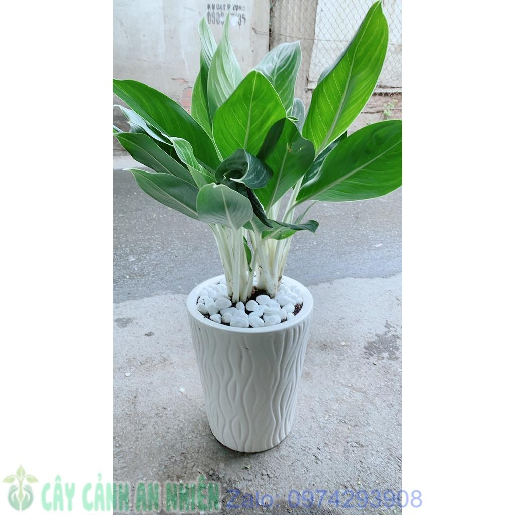 Chậu Cây Bạch Mã Hoàng Tử