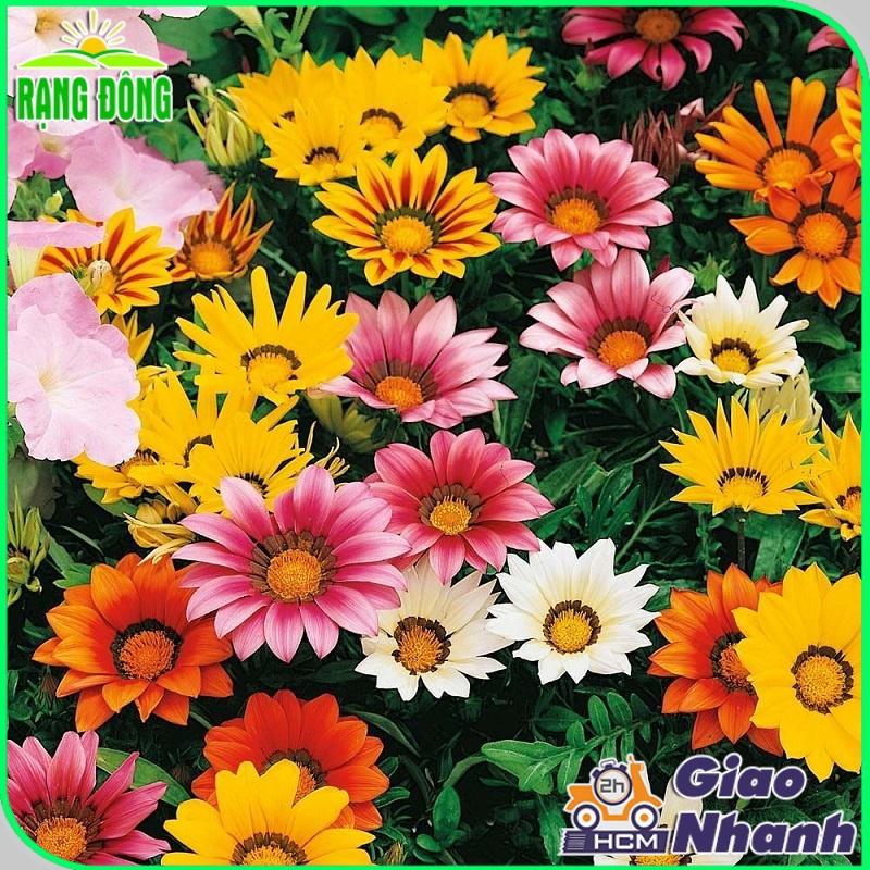 Hạt giống Hoa Cúc Huân Chương Nhiều Màu Rd 802 (0,03g~30 hạt) thân cao 20-25cm, trồng quanh năm - Hạt giống Rạng Đông