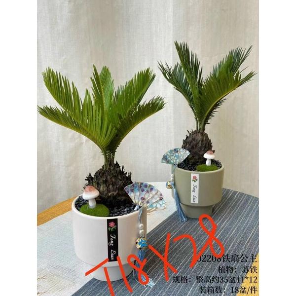 Chậu cây vạn tuế