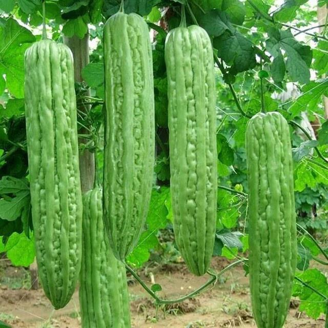 Hạt giống khổ qua khổng lồ Thái Lan - gói 5 hạt
