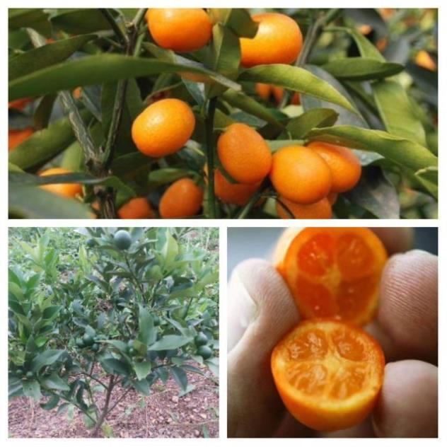 CÂY GIỐNG QUẤT NGỌT SIÊU QUẢ