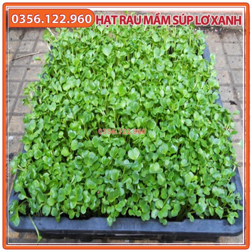 Hạt rau mầm rau súp lơ xanh - gói 20g