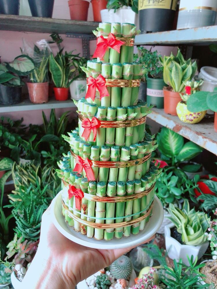 Trúc Phát Tài 5 Tầng