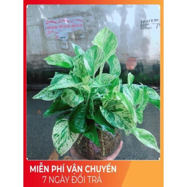 Chậu Trầu Bà Sữa Trồng Thuỷ Sinh