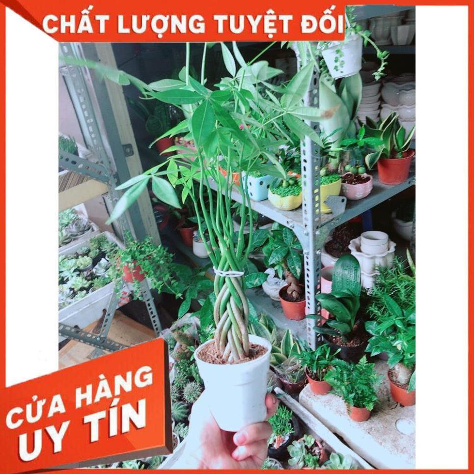 Cây Kim Ngân Bím 5 Thân Nhỏ
