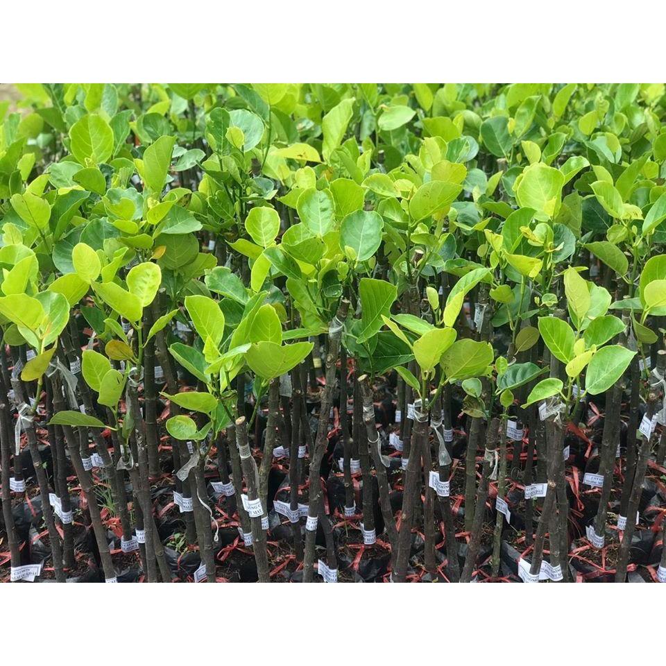 Cây giống mít malai trái dài siêu to khổng lồ 1 năm có trái