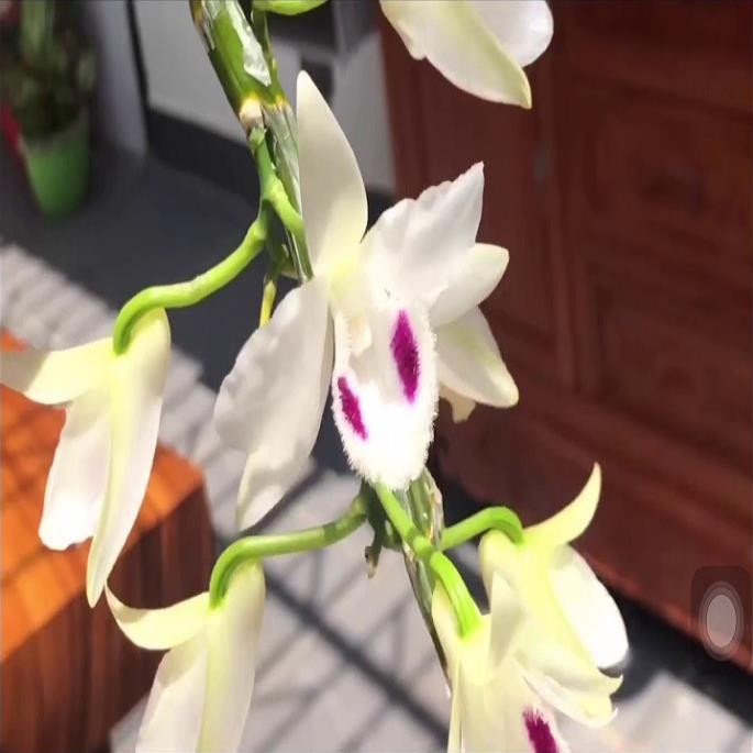 Hoa lan -5ct ngọc sơn cước
