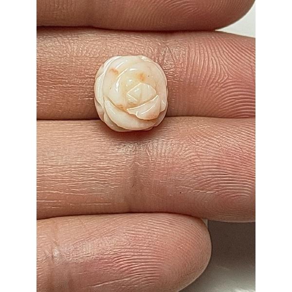 410- L Cham San Hô Không Nhuộm