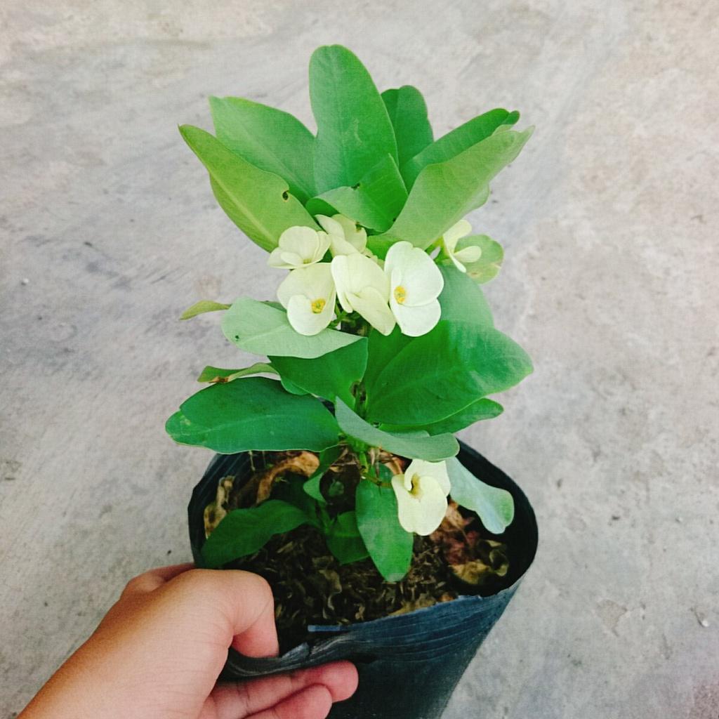 Xương Rồng Bát Tiên - cây cảnh để bàn + tặng phân bón cho cây