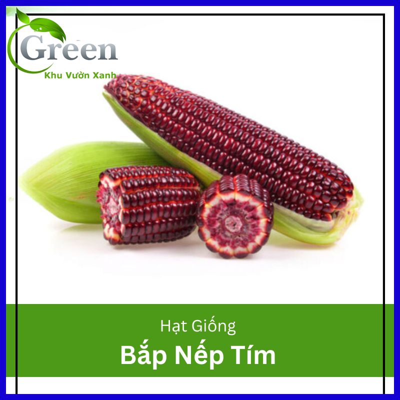 Hạt Giống Bắp Nếp Tím F1