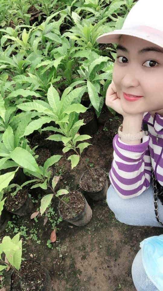 Cây giống Vú Sữa Hoàng Kim - Trái To màu vàng cực kì thơm ngon