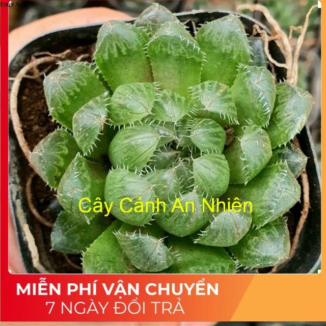 Cây Kim Cương