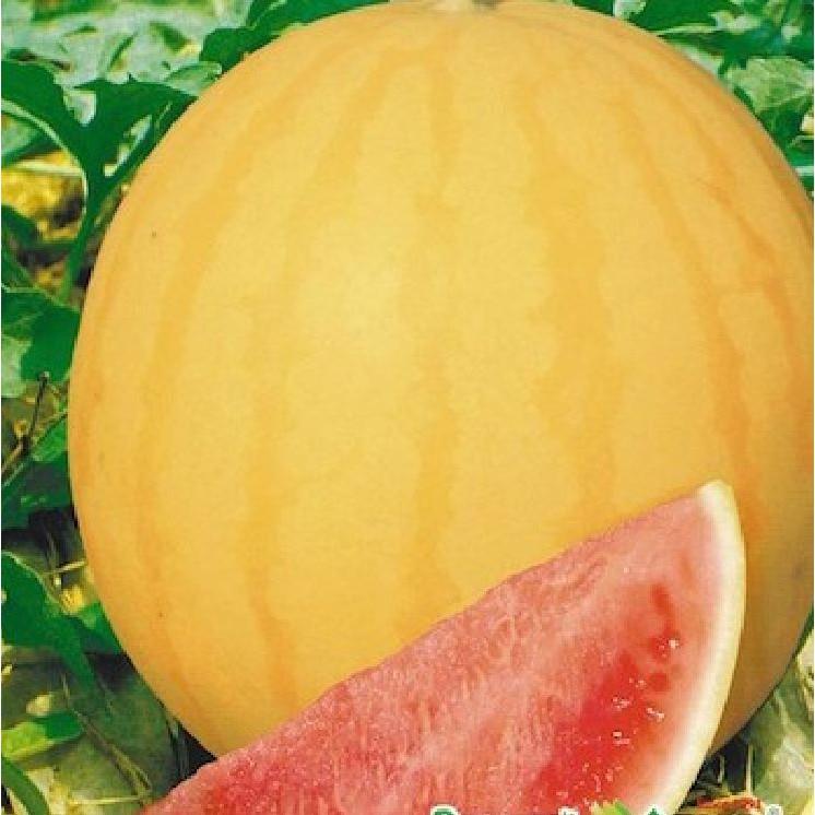 Hạt giống dưa hấu vỏ vàng ruột đỏ tặng 3 viên nén ươm hạt