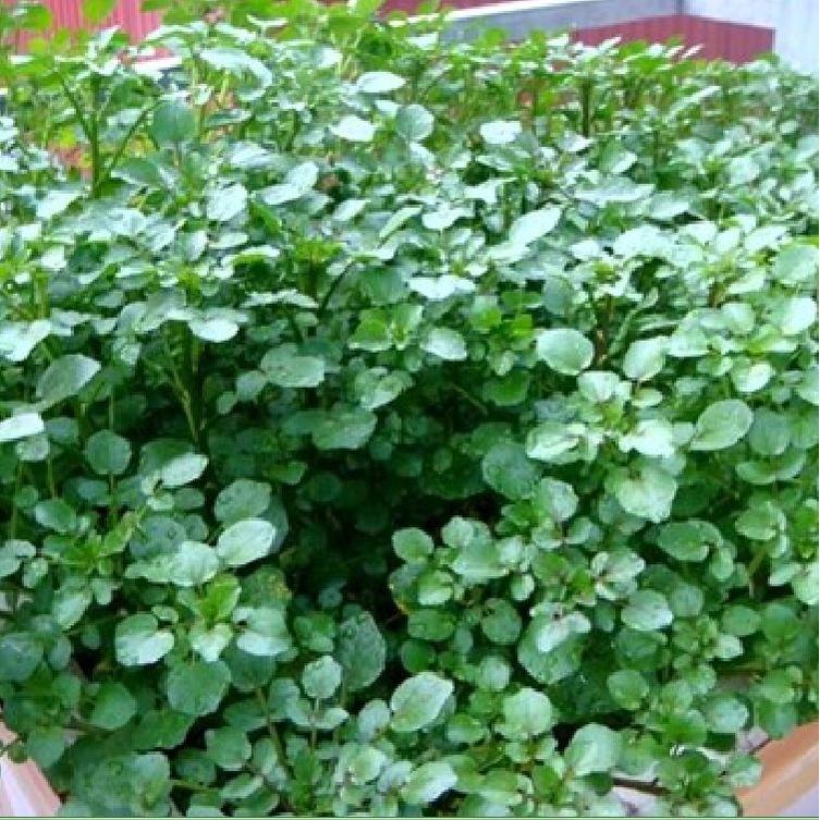 Hạt giống rau xà lách xoong Mỹ CT106 - Gói 1gram