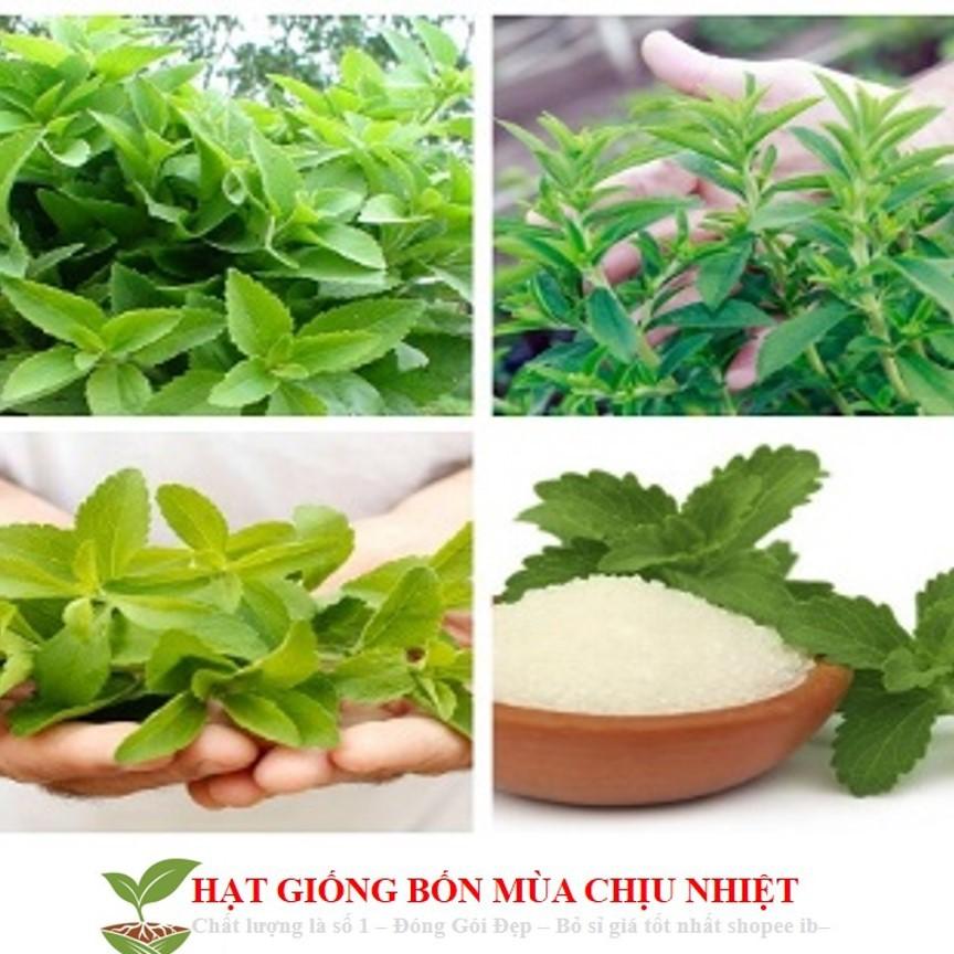 GÓI 50 Hạt Giống Cỏ Ngọt Stevia NẢY MẦM TỐT