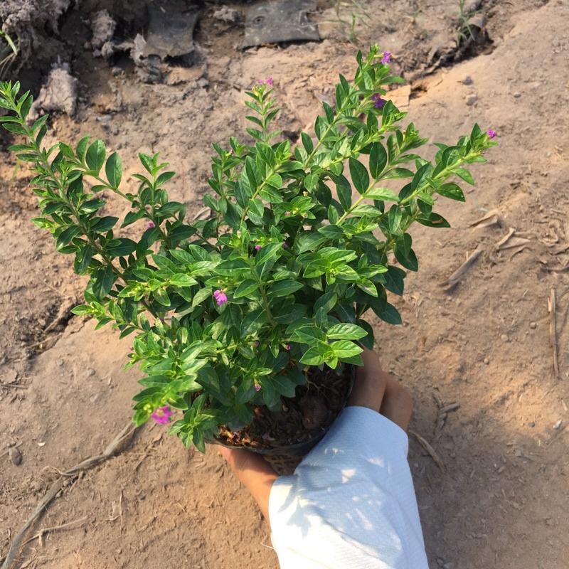 Cây hoa cẩm tú mai trồng bịch đen cao 10cm ,cây phát triển và ra hoa quanh năm ,trồng một lần dùng mãi mãi