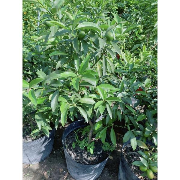 Cây Tắc Ngọt Lớn