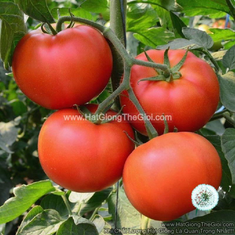 0.1Gr Hạt Giống Cà Chua Chịu Nhiệt USA Rất Dễ Trồng
