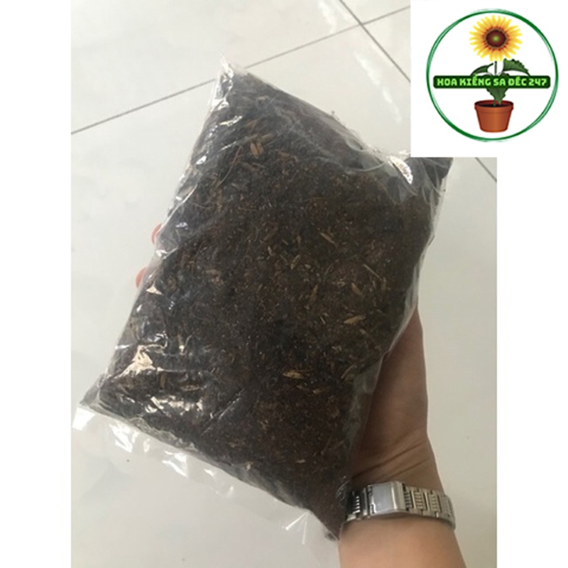 Cây cần thăng kiểng