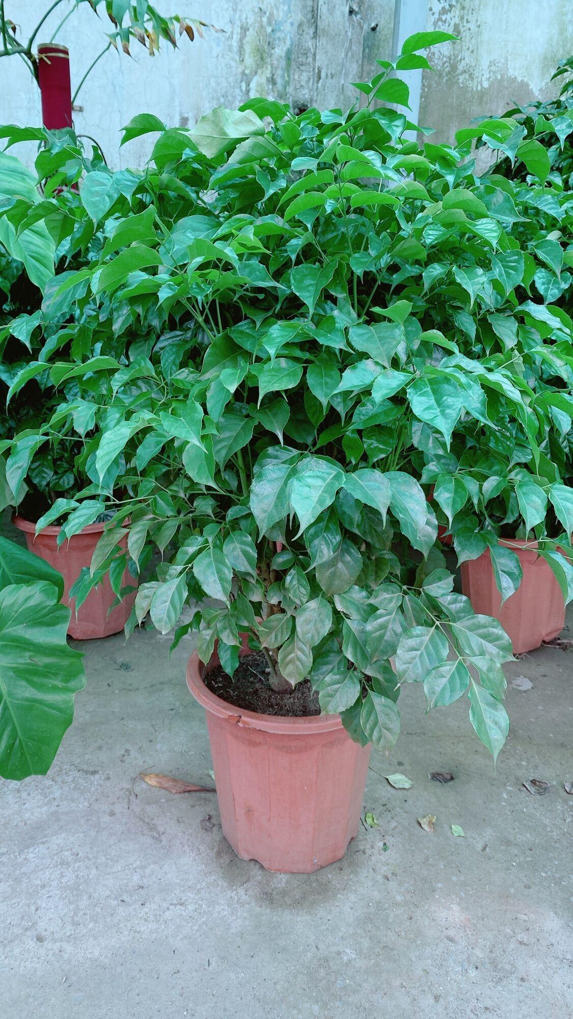 Cây Hạnh Phúc Lớn