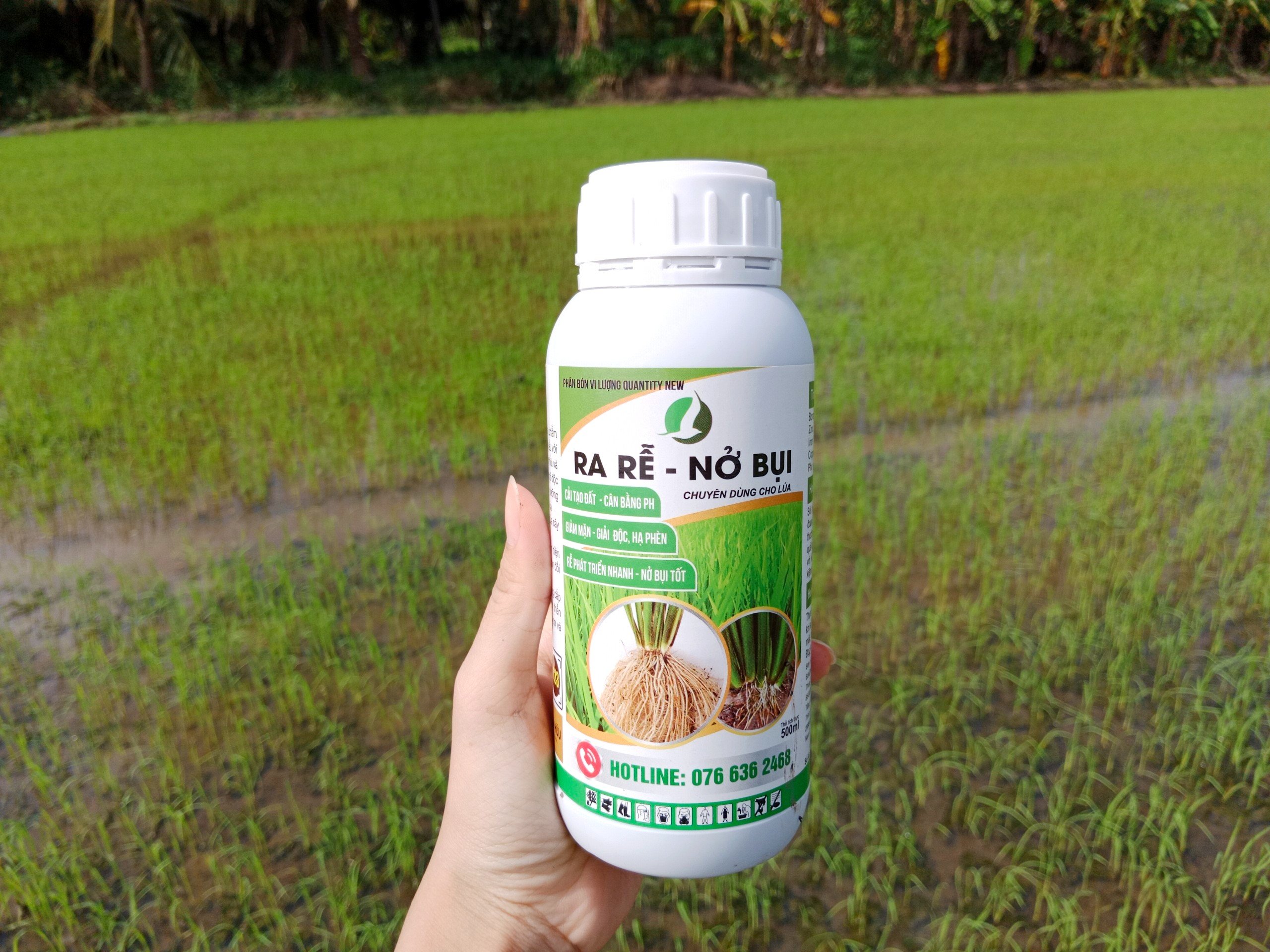 PHÂN BÓN RA RỄ NỞ BỤI CHUYÊN DÀNH CHO LÚA 500ML -1 LÍT (Giúp lúa ra rễ nở bụi tốt, cứng cây, cải tạo đất