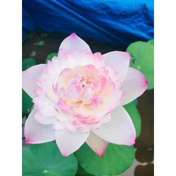 Combo 2 củ sen thái mini siêu bông