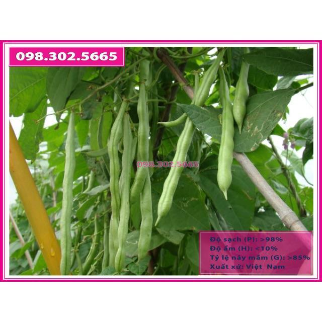 50gr hạt giống đậu cove leo cao sản