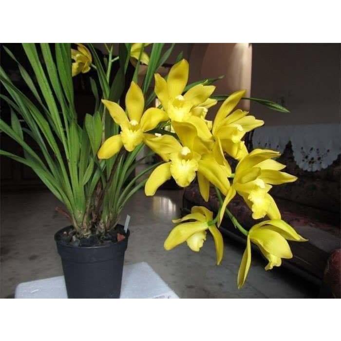 Đia lan hương cát cát thơm- cây giống