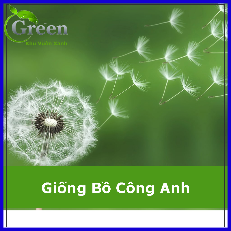 Hạt Giống Hoa Bồ Công Anh Xuất Xứ Đức
