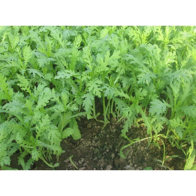 Hạt giống Cải cúc nếp đăm cao sản, siêu dễ trồng, chịu nhiệt tốt gói 50g