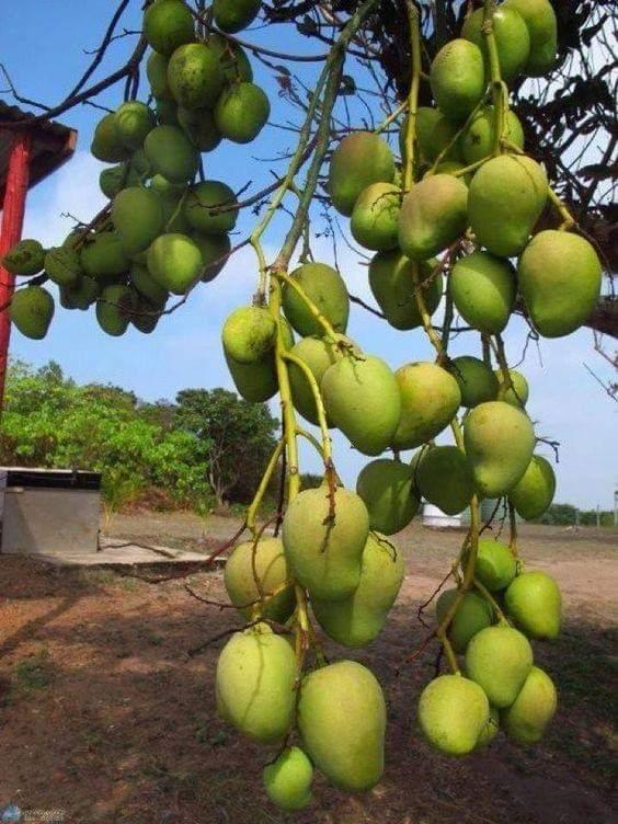 CÂY GIỐNG XOÀI