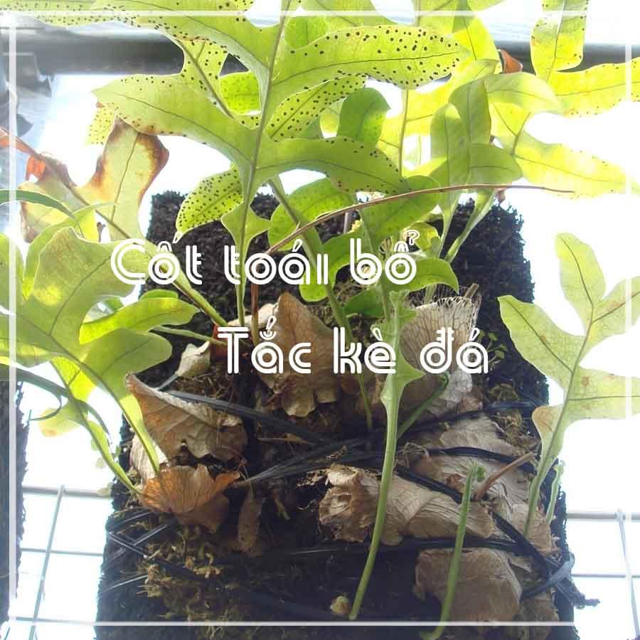 Tắc Kè Đá (Cốt Toái Bổ) khô 500gram