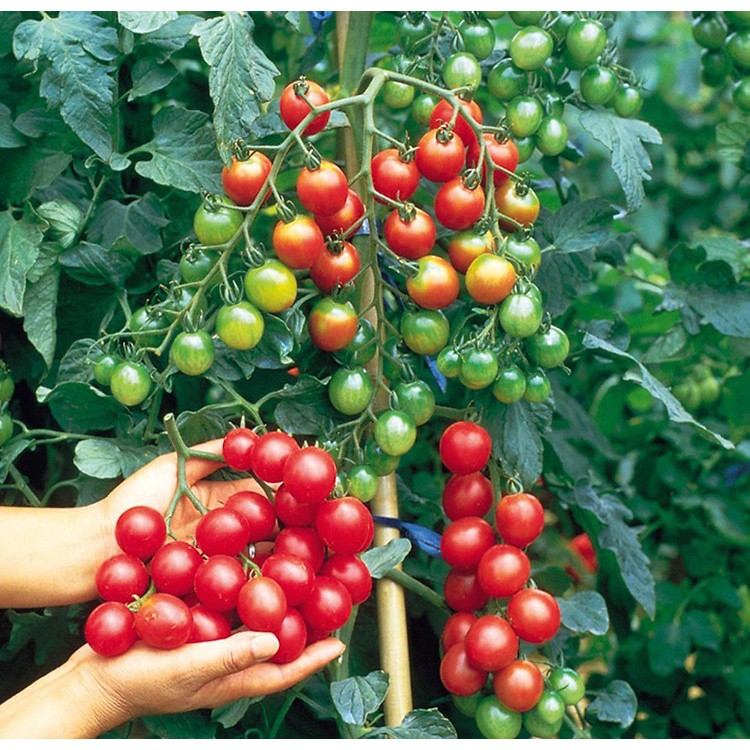 Hạt giống Cà chua bi Cherry F1 nảy mầm cao Titapha