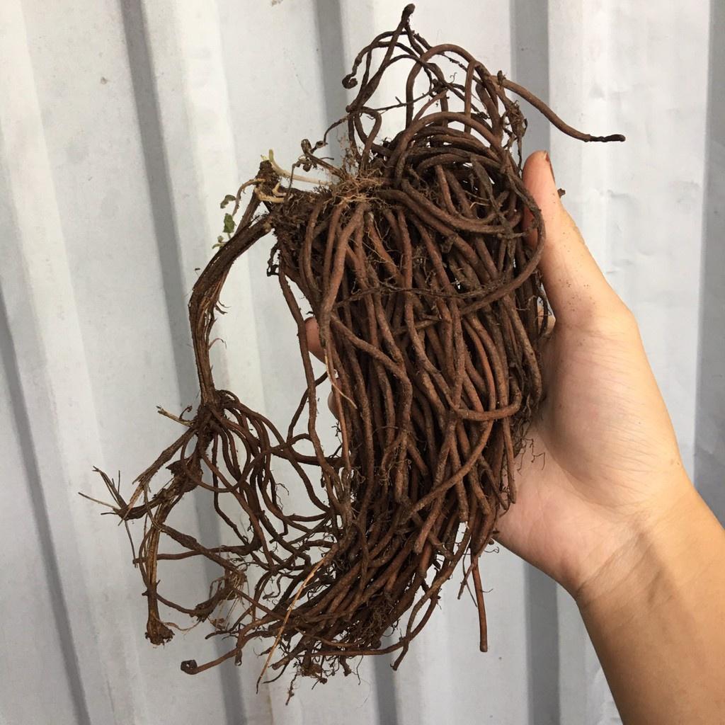 Củ giống hoa LEO ÔNG LÃO