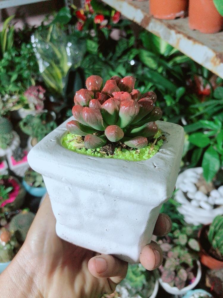 Chậu Cây Kim Cương Đỏ