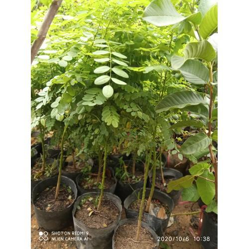 CÂY GIỐNG CÂY HOA HÒE ,CAM KẾT GIỐNG CHUẨN F1 - CGCHHHH