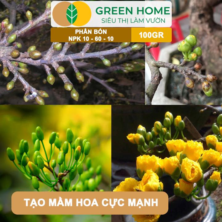 Phân Bón NPK 10-60-10 GreenHome, Hũ 100gr, Tạo Nụ, Kích Thích Ra Hoa Mai Vàng Mạnh Mẽ