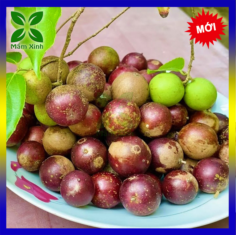 Cây Hồng Quân Giống, Cây Giống Hồng Quân