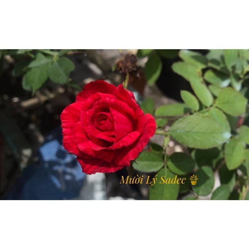 Hoa hồng ngoại Red Intition nguyên bản