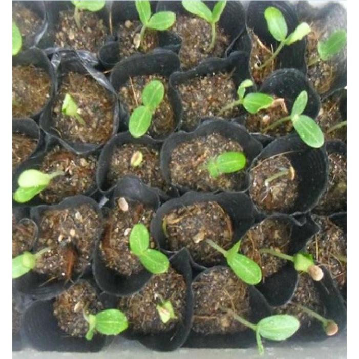 Hạt giống Mướp hương Thái Lan F1 Trái dài CT28 - Gói 10 hạt