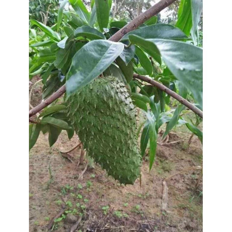 Mãng cầu xiêm