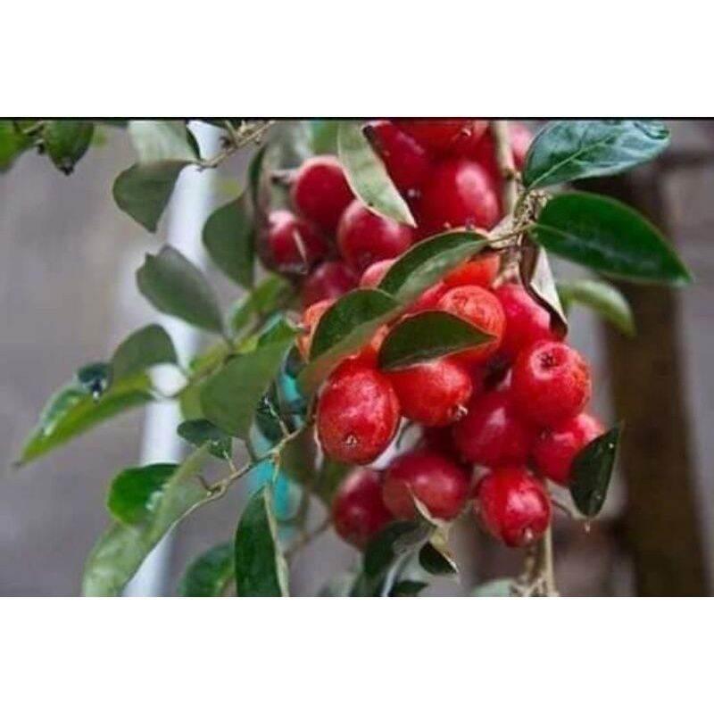 CÂY GIỐNG NHÓT NGỌT CHERRY SIÊU SỚM