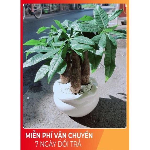 Chậu Kim Ngân 3 Thân