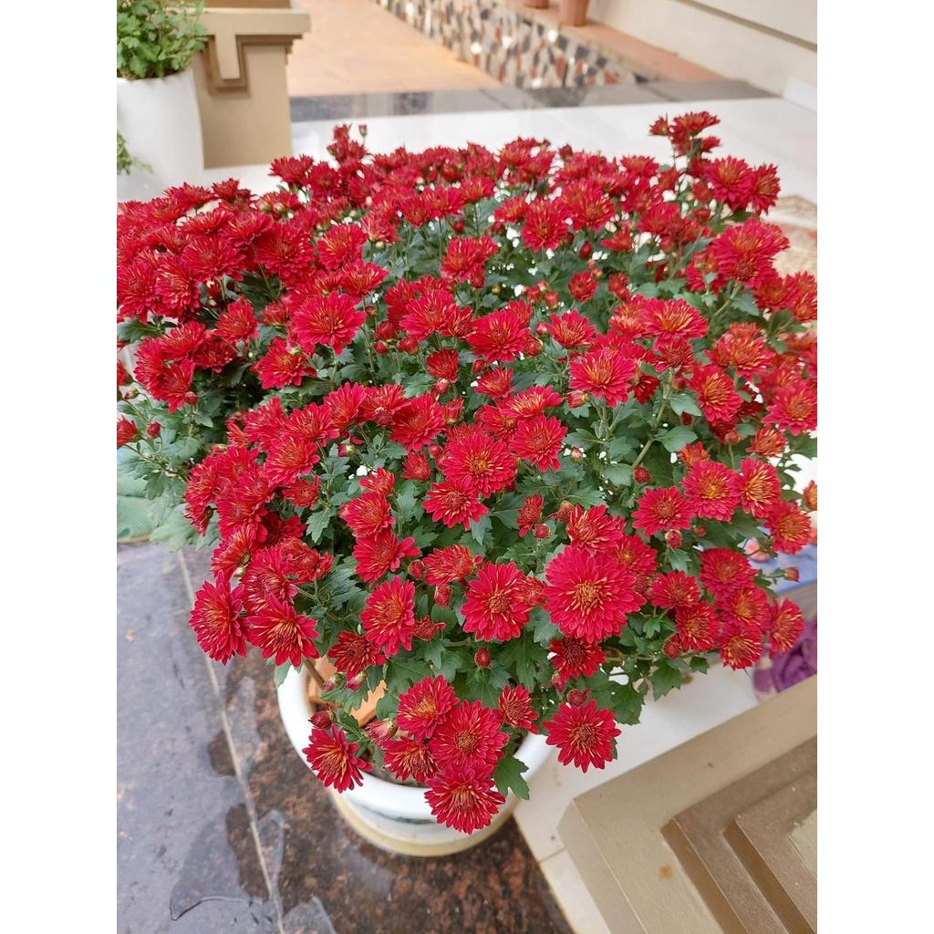 Cúc mâm xôi đỏ Việt Nam N8