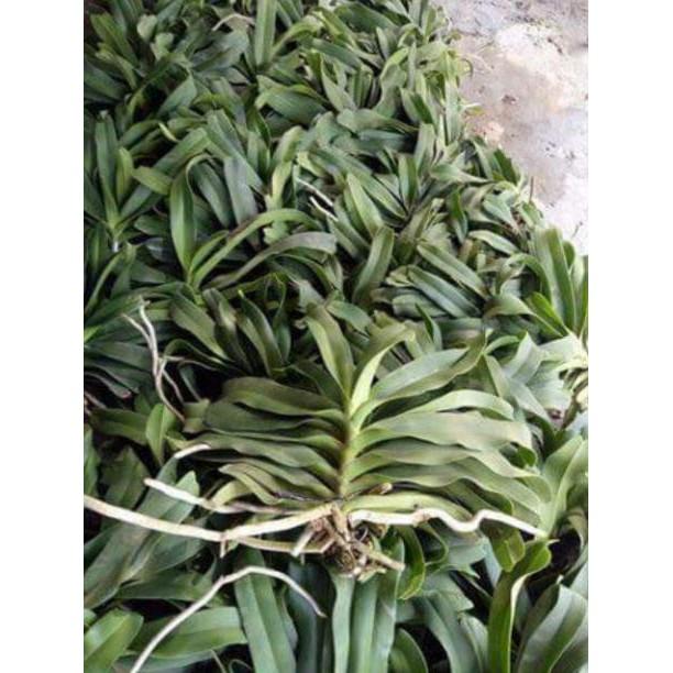 Hoa đẹp ngày tết, Đai châu rừng.