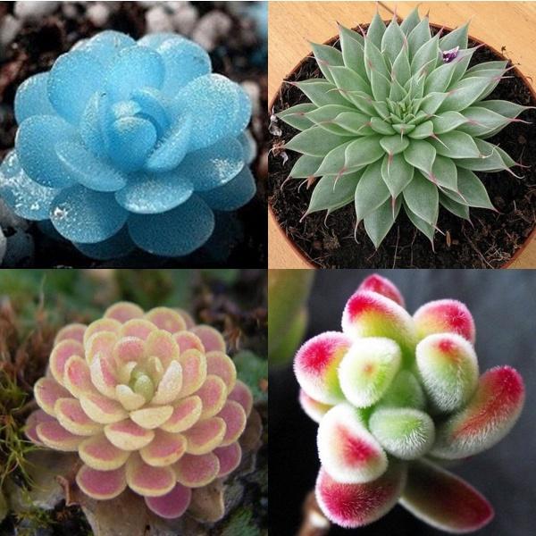 Hạt giống cây hoa sen đá mix màu-gói 200 hạt/tặng kèm gói kích mầm