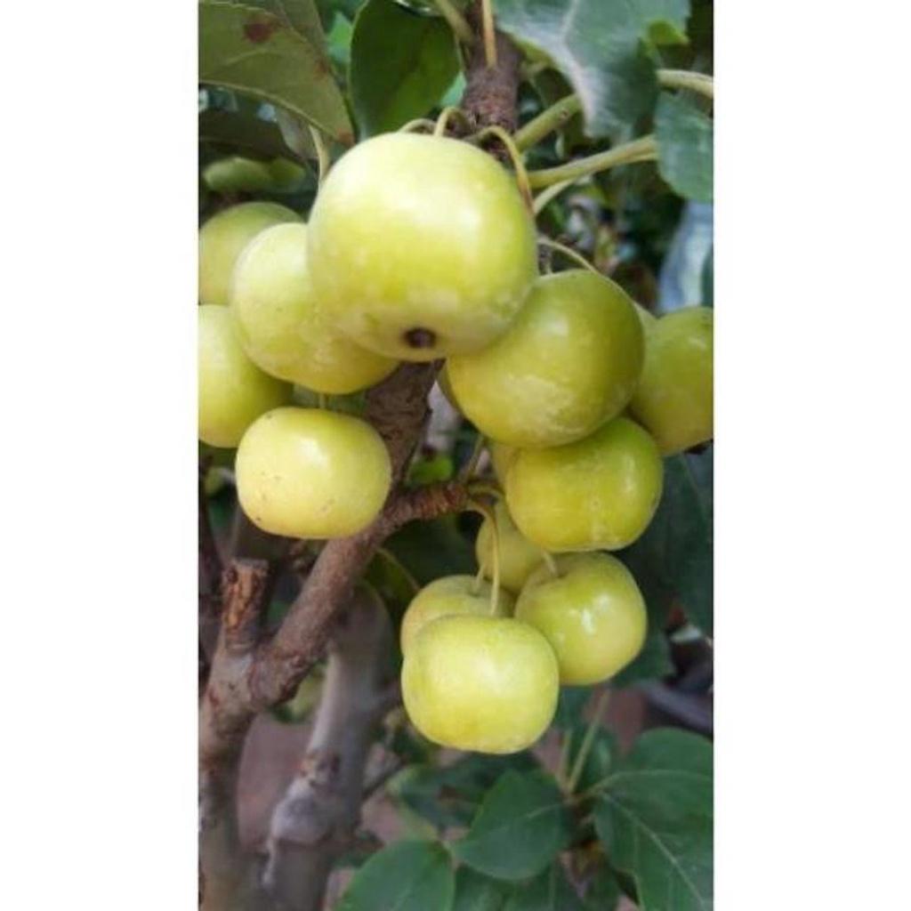 Cây táo xanh đang hoa cao 70cm