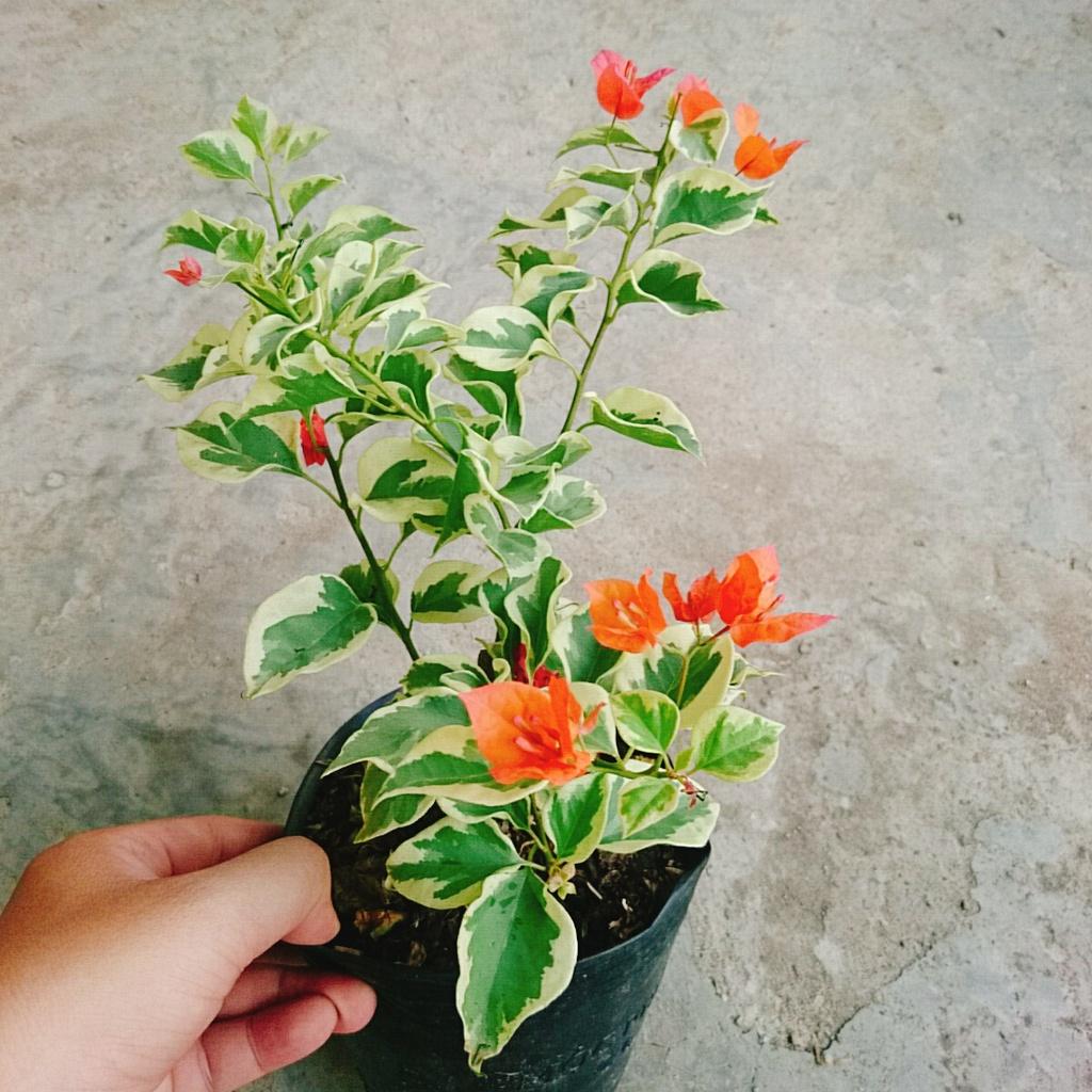 Cây hoa giấy cẩm thạch - cây cảnh để bàn + tặng phân bón cho cây mau lớn